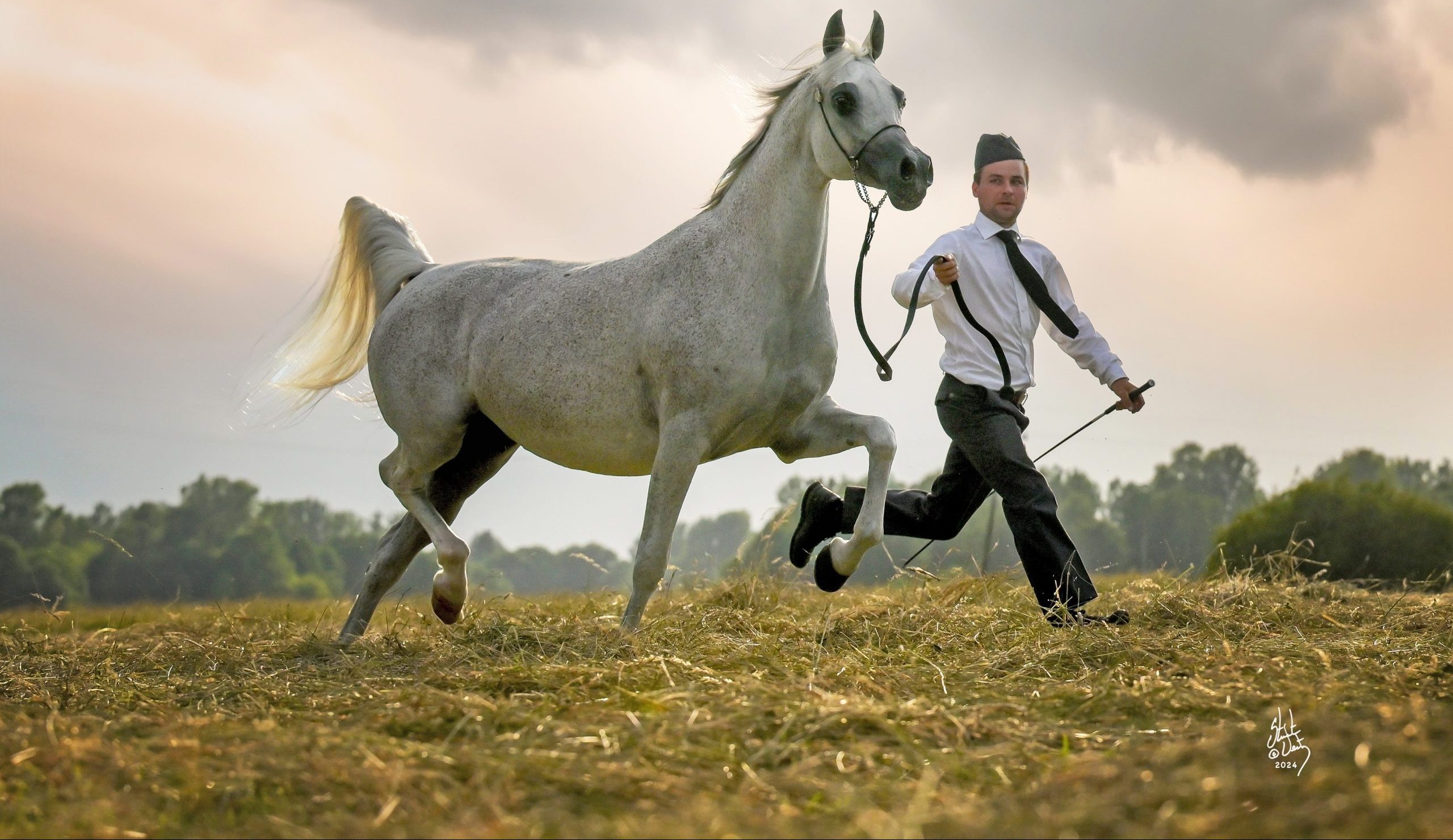 Розведення арабських коней