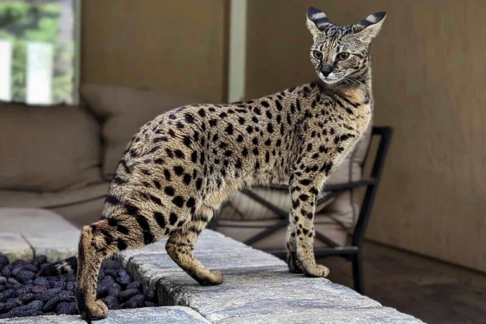 Який Найдорожчий Кіт