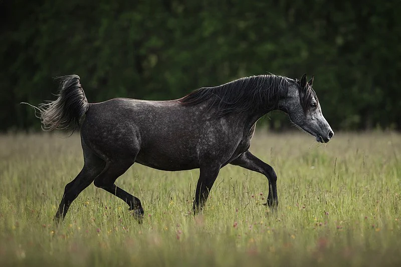 Блог про арабських коней