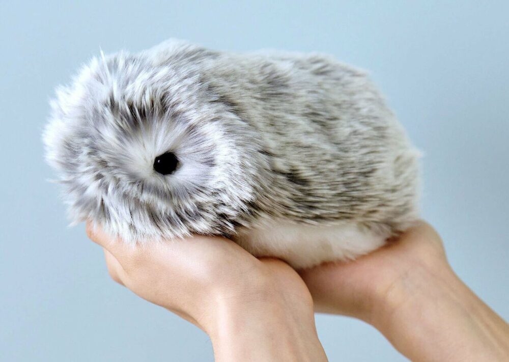 Moflin Чи можна його купити в Польщі