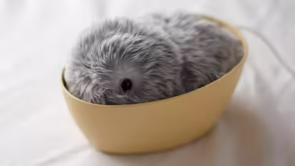 Moflin Що Це Таке