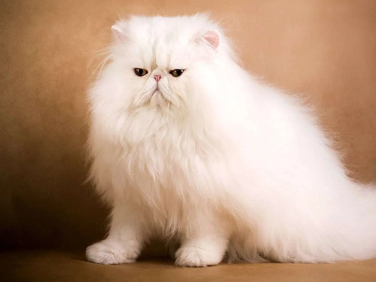 Скільки коштує найдорожчий кіт Блог