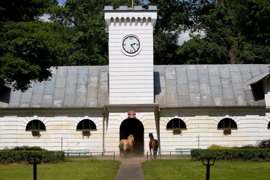 Арабські кінні заводи в Польщі