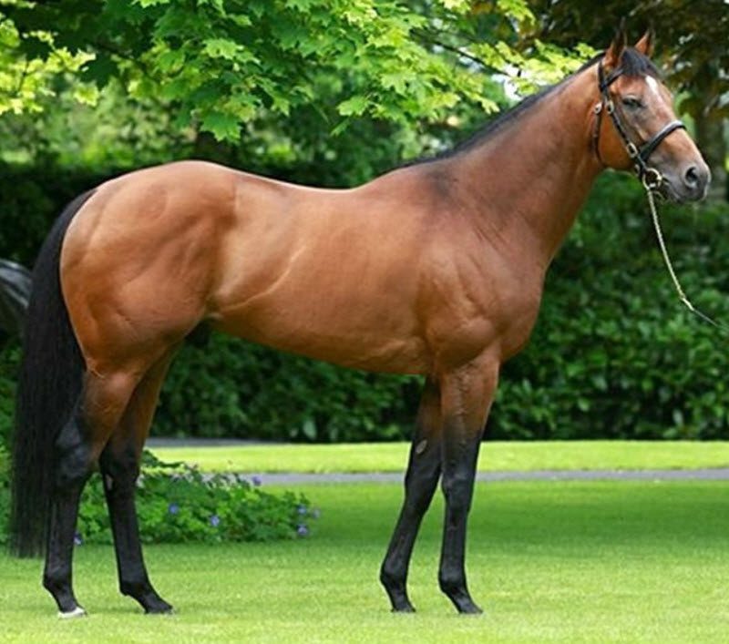 Темперамент фольблута