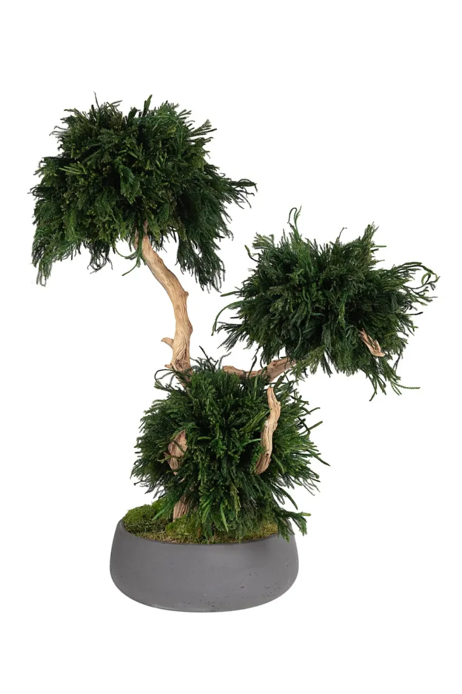 У чому полягає стабілізація рослин