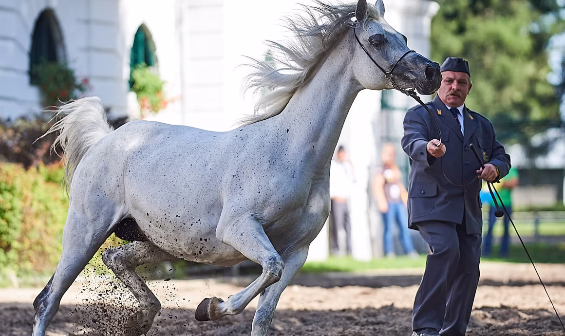 Відомі арабські кінні заводи в Польщі