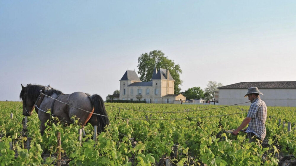 Вино Chateau Margaux Ціна