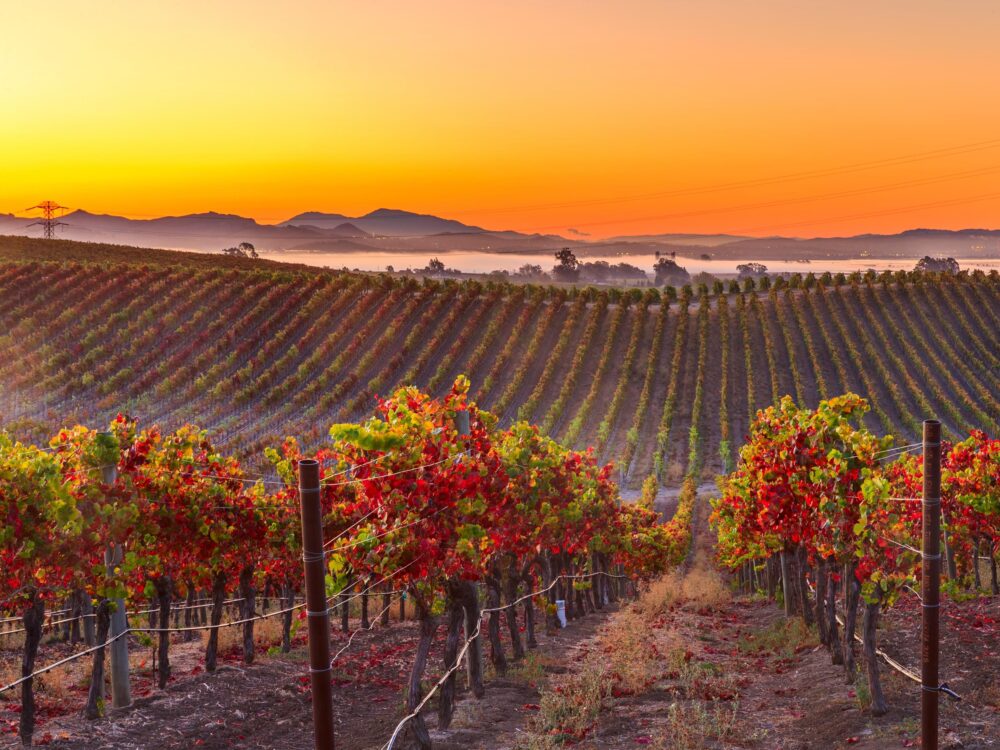 Napa Valley Wino